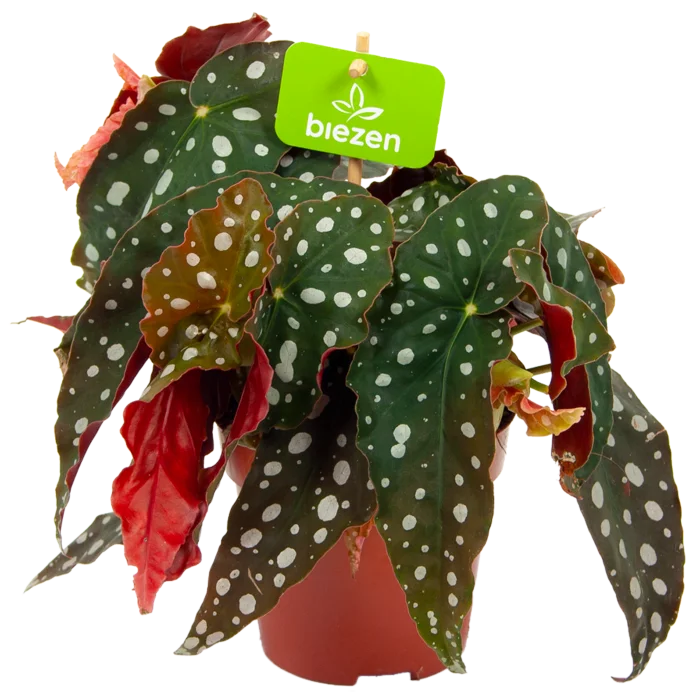 biezen-3766802
