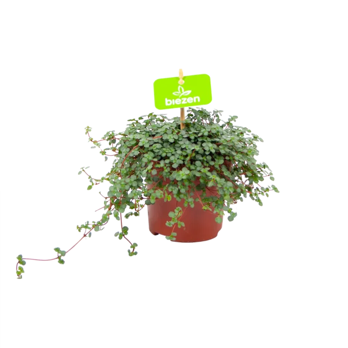 biezen-3767215