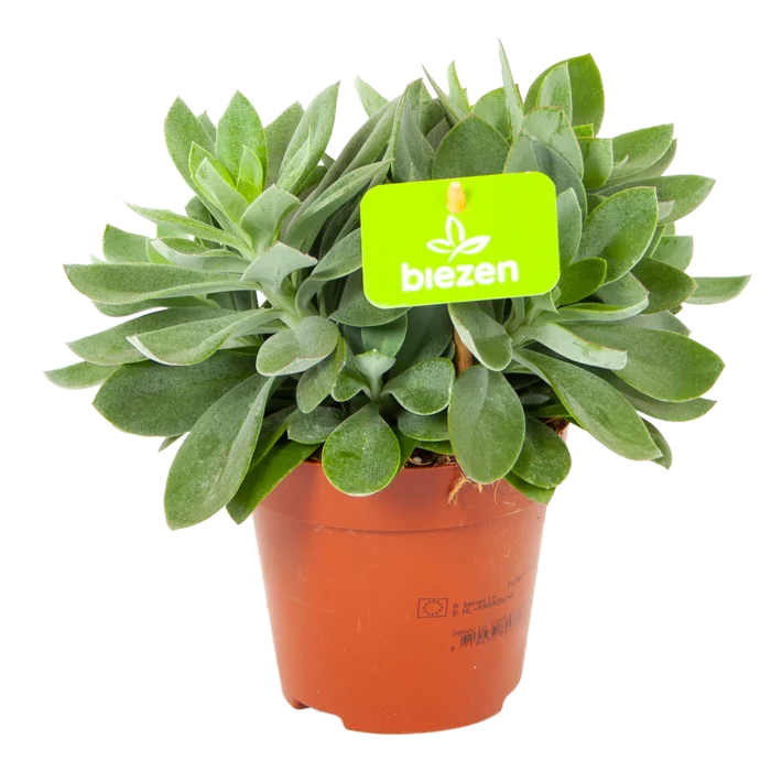 biezen-3778800