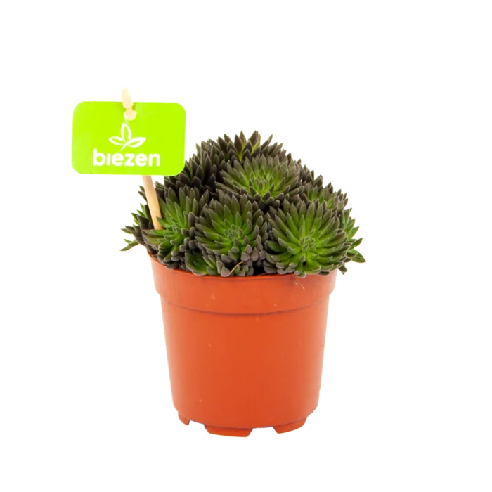 biezen-3784465