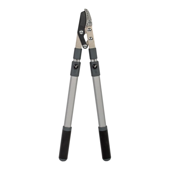 biezen-3786573