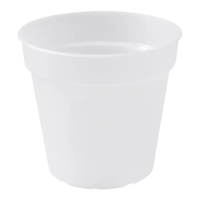 biezen-3793483