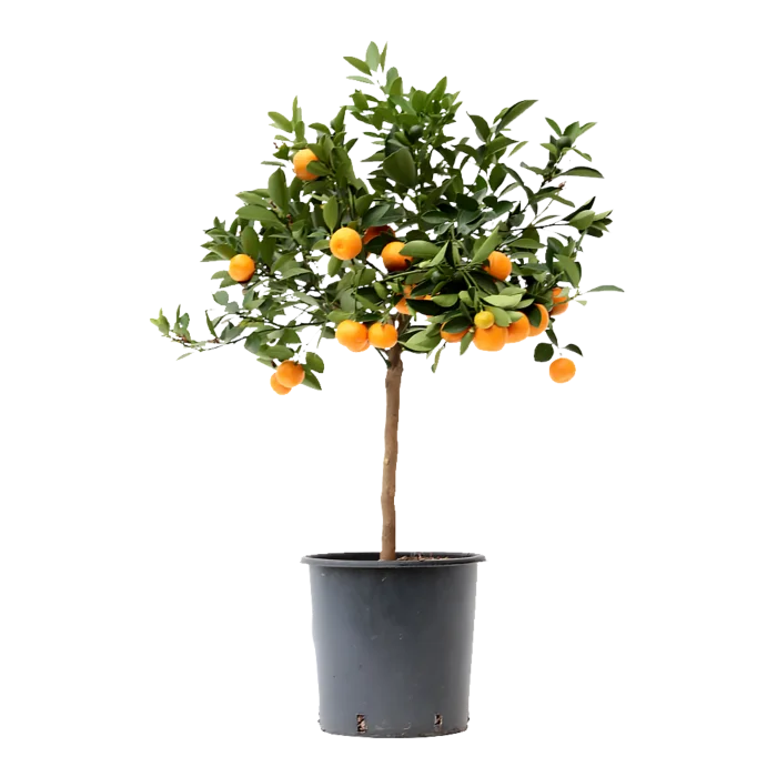biezen-3794072