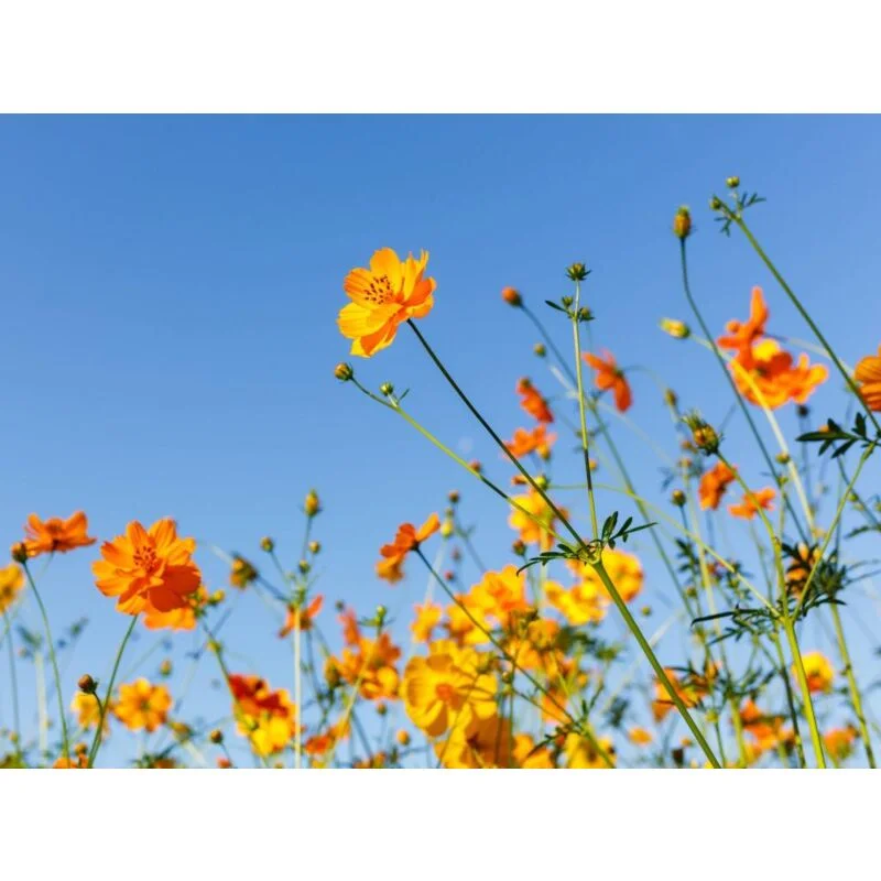 gartencenterleurs-3502244