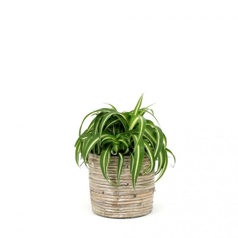 gartencenterleurs-3525301