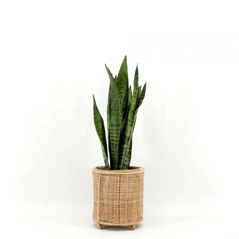 gartencenterleurs-3525394