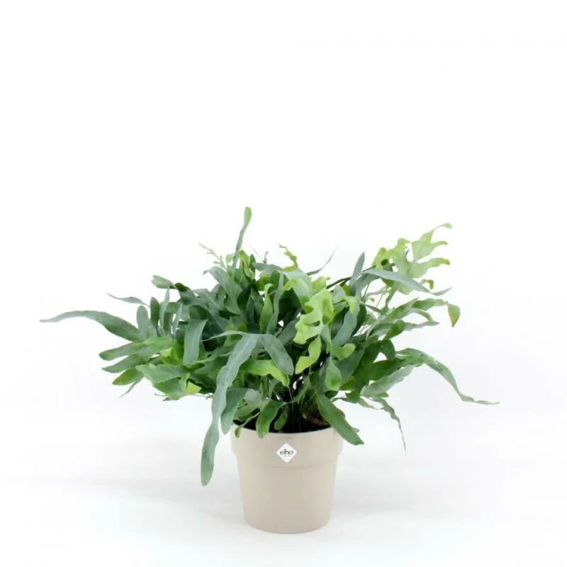 gartencenterleurs-3525479