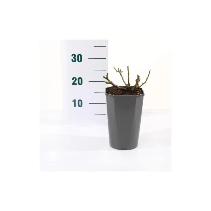 gartencenterleurs-3542536