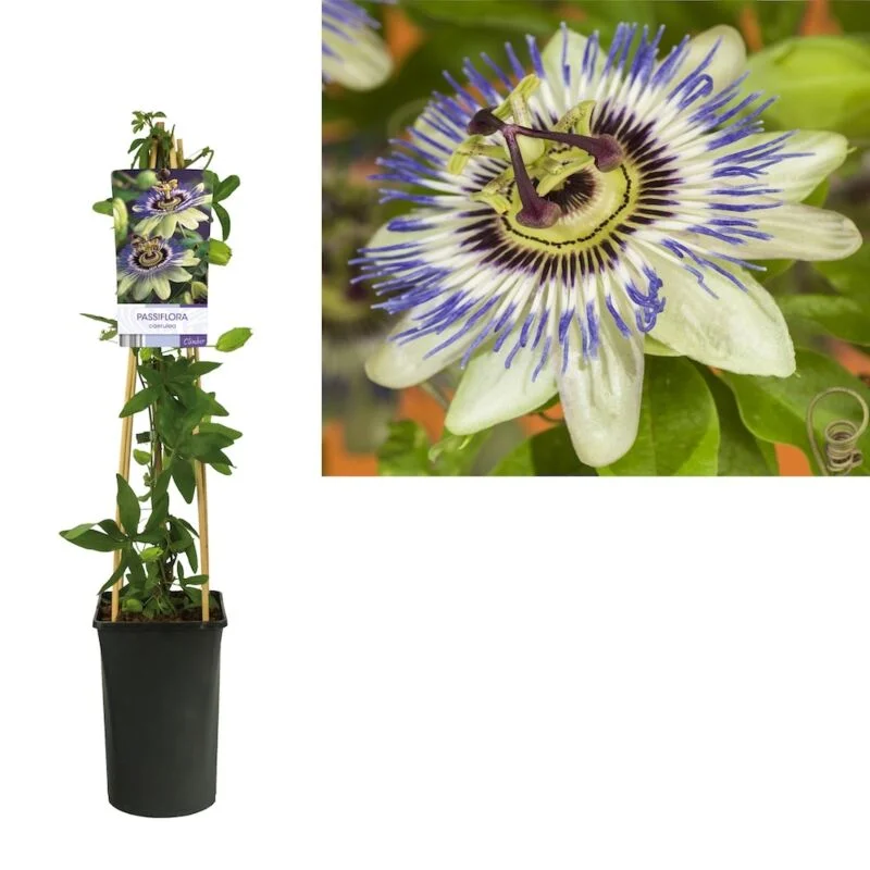 gartencenterleurs-3554218