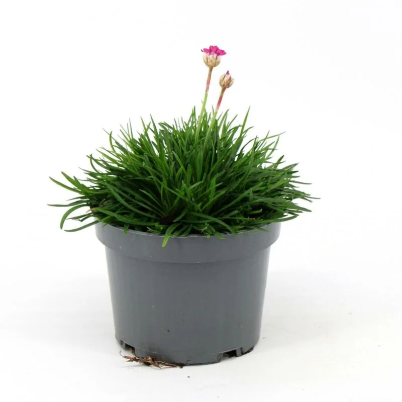 gartencenterleurs-3554517