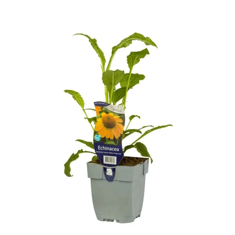 gartencenterleurs-3554616