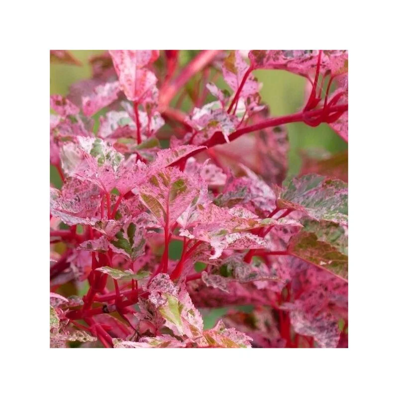 gartencenterleurs-3554637