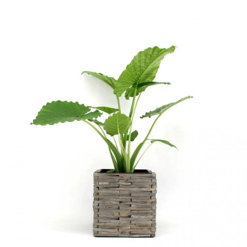 gartencenterleurs-3825777