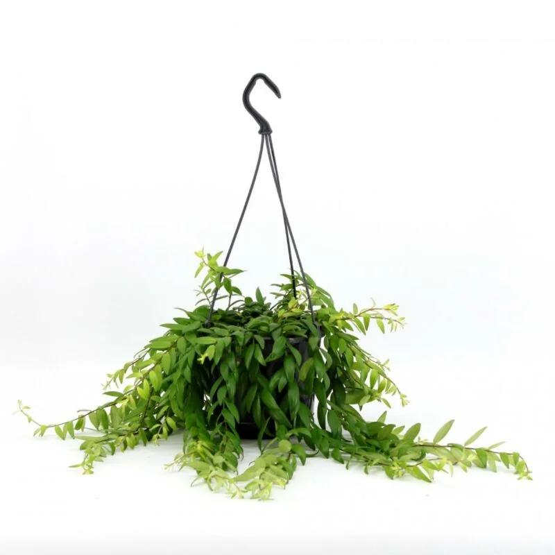 gartencenterleurs-3825781