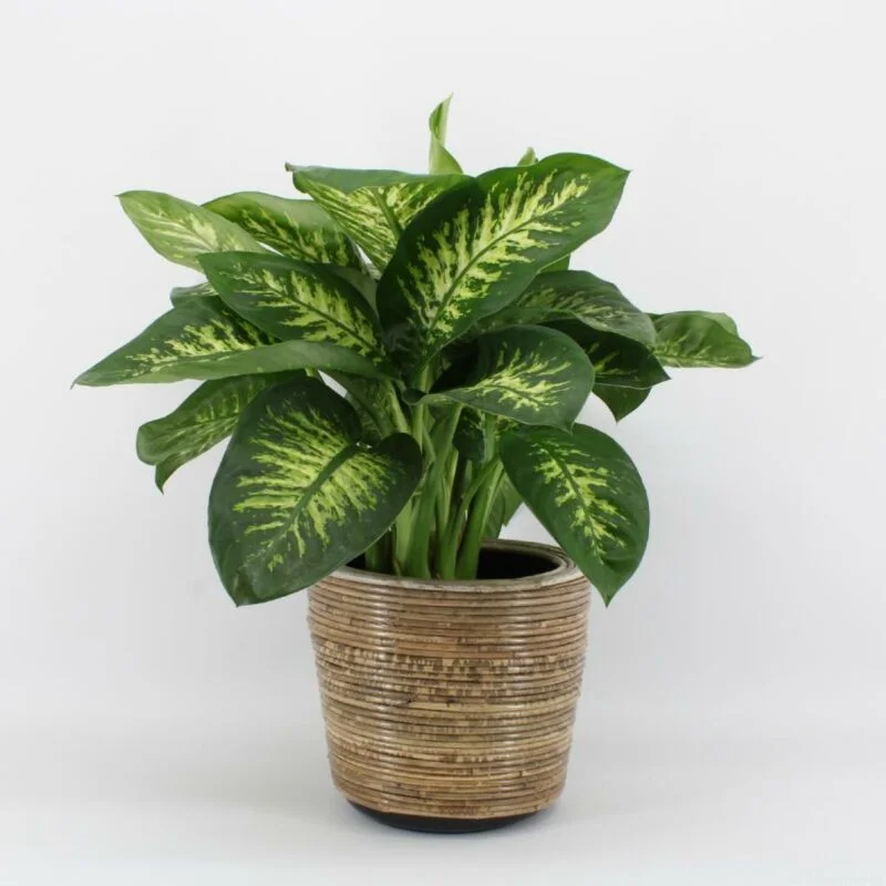 gartencenterleurs-3825783