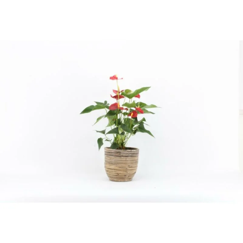 gartencenterleurs-3825889