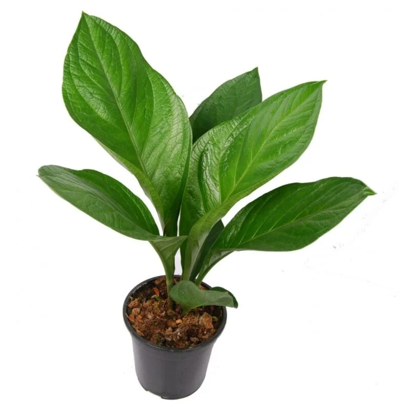 gartencenterleurs-3827749