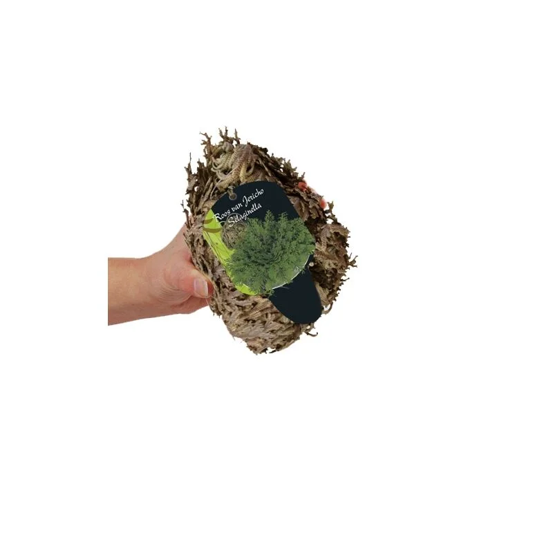 gartencenterleurs-3843213