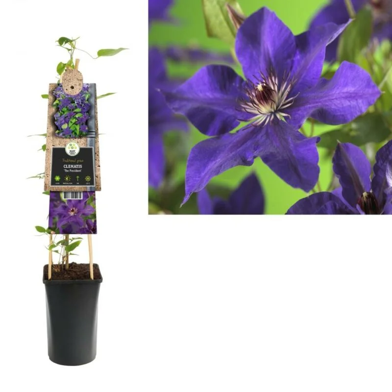 gartencenterleurs-3843401
