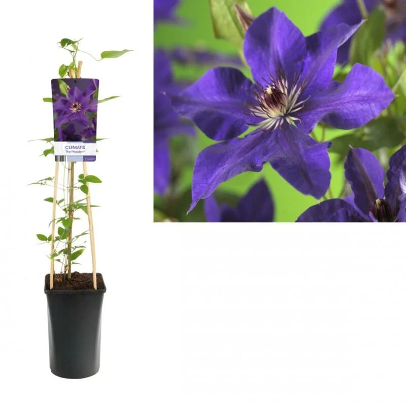 gartencenterleurs-3843536