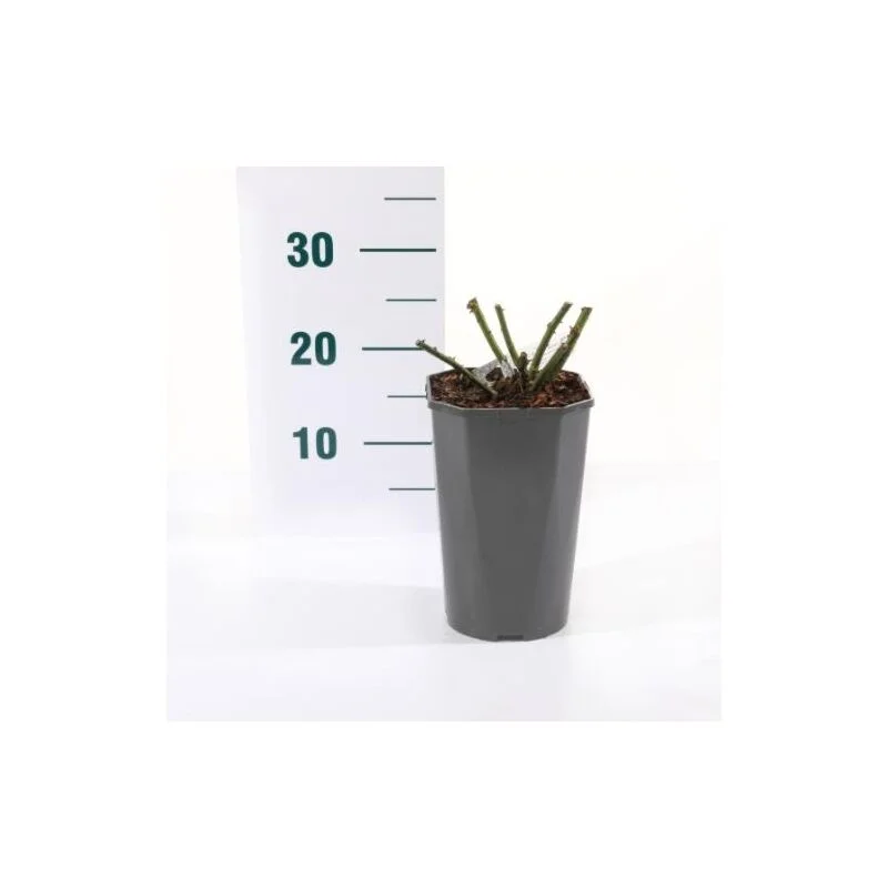 gartencenterleurs-3844523