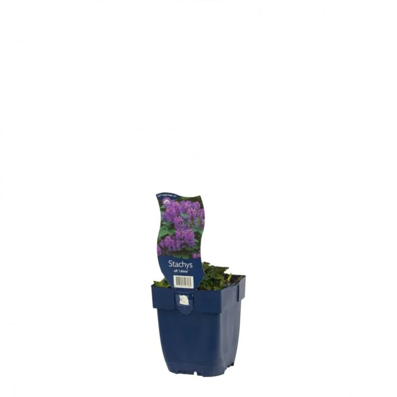 gartencenterleurs-3847777