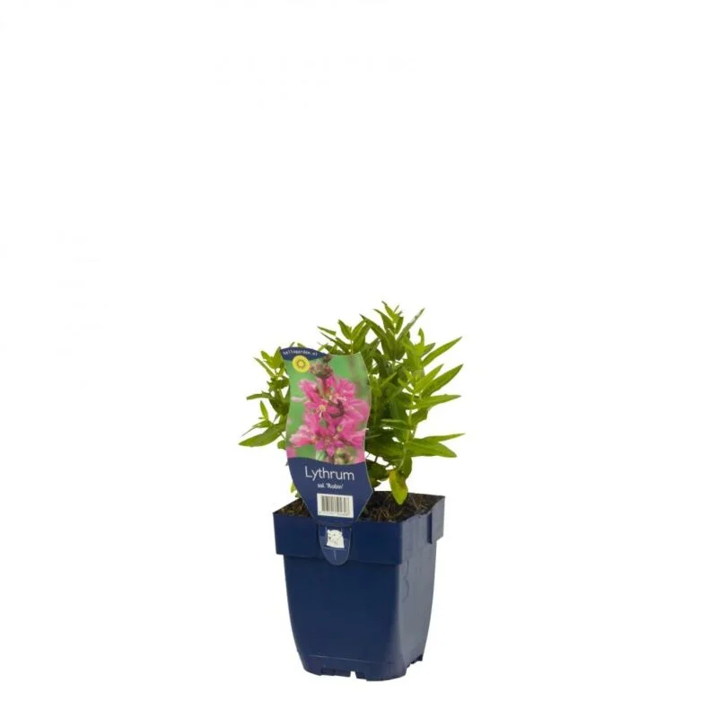 gartencenterleurs-3847842