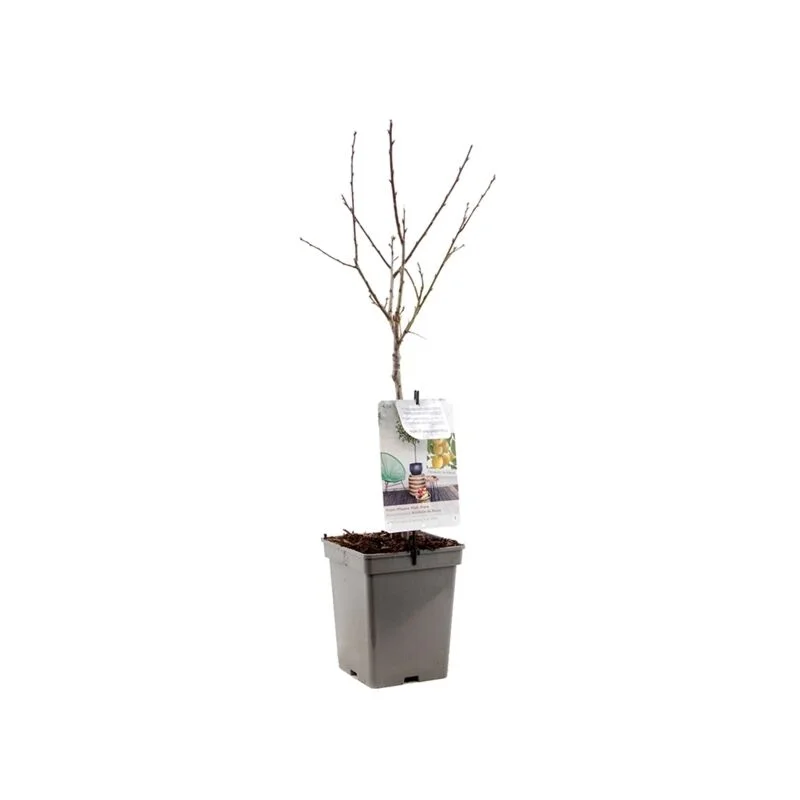 gartencenterleurs-3848125
