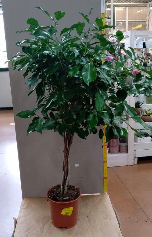 peragashop23445106