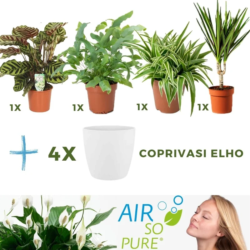 peragashop23472735