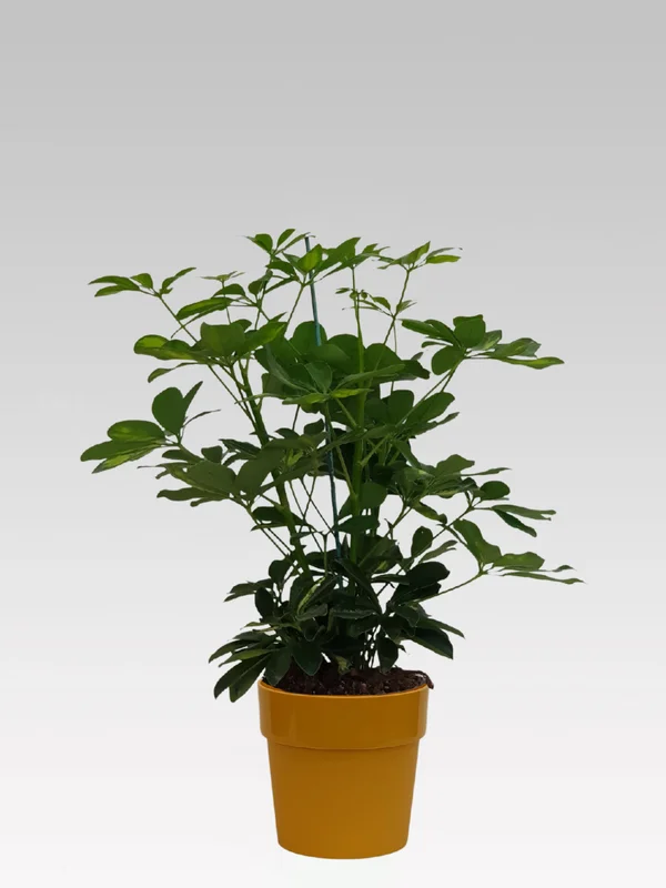 peragashop23520481