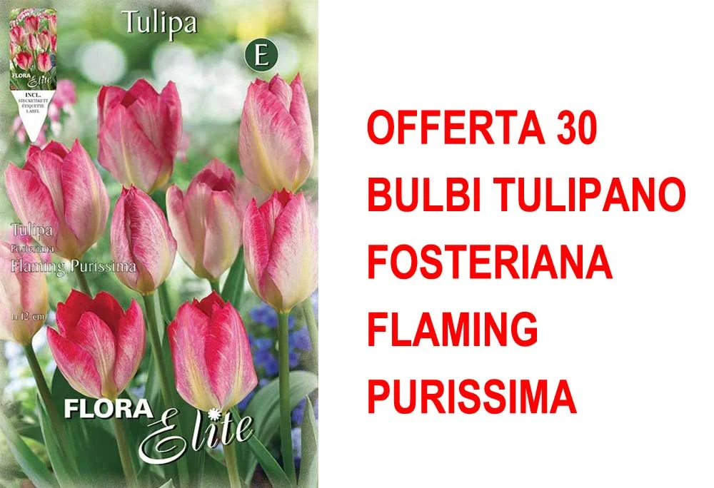 peragashop23581195