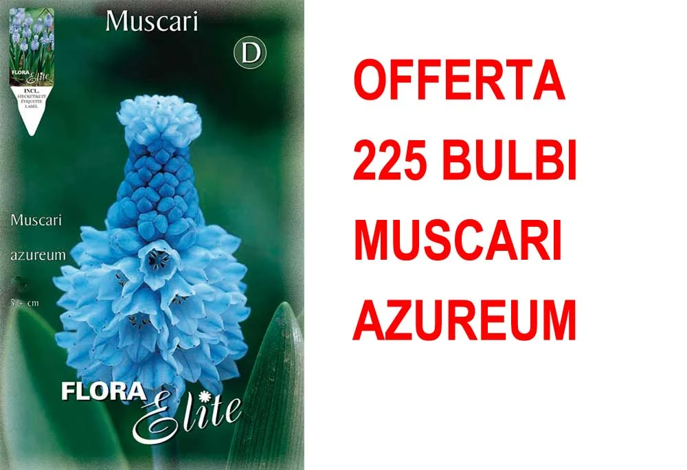 peragashop33483773