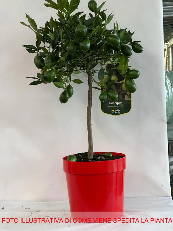 peragashop33484574