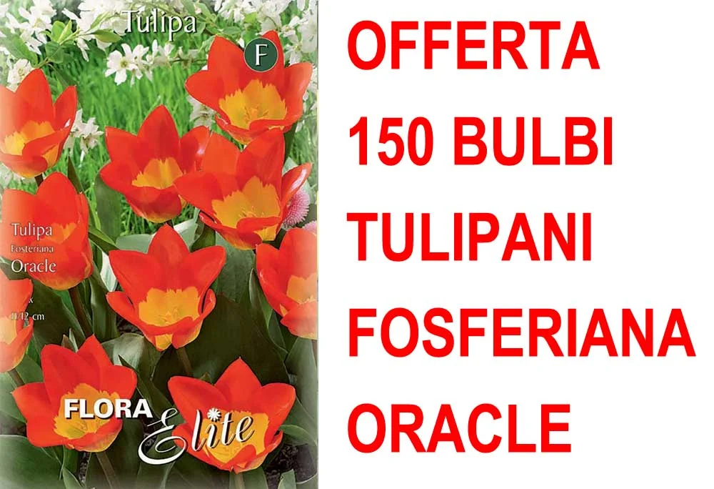peragashop33569338