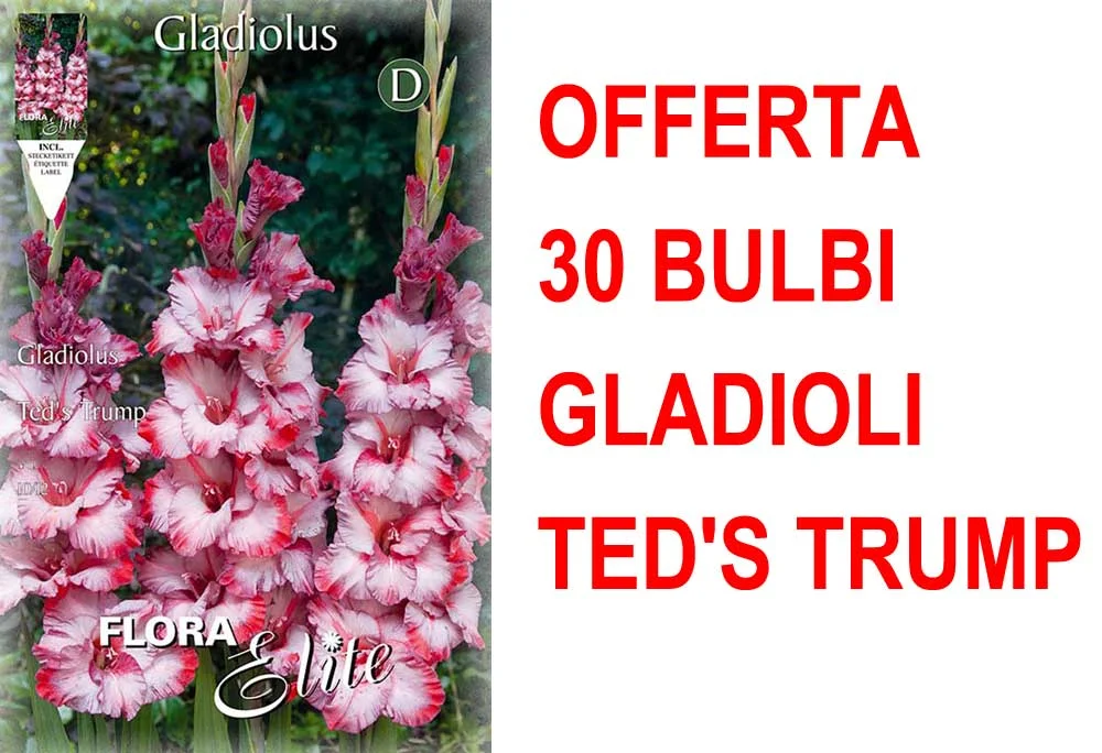 peragashop33591715