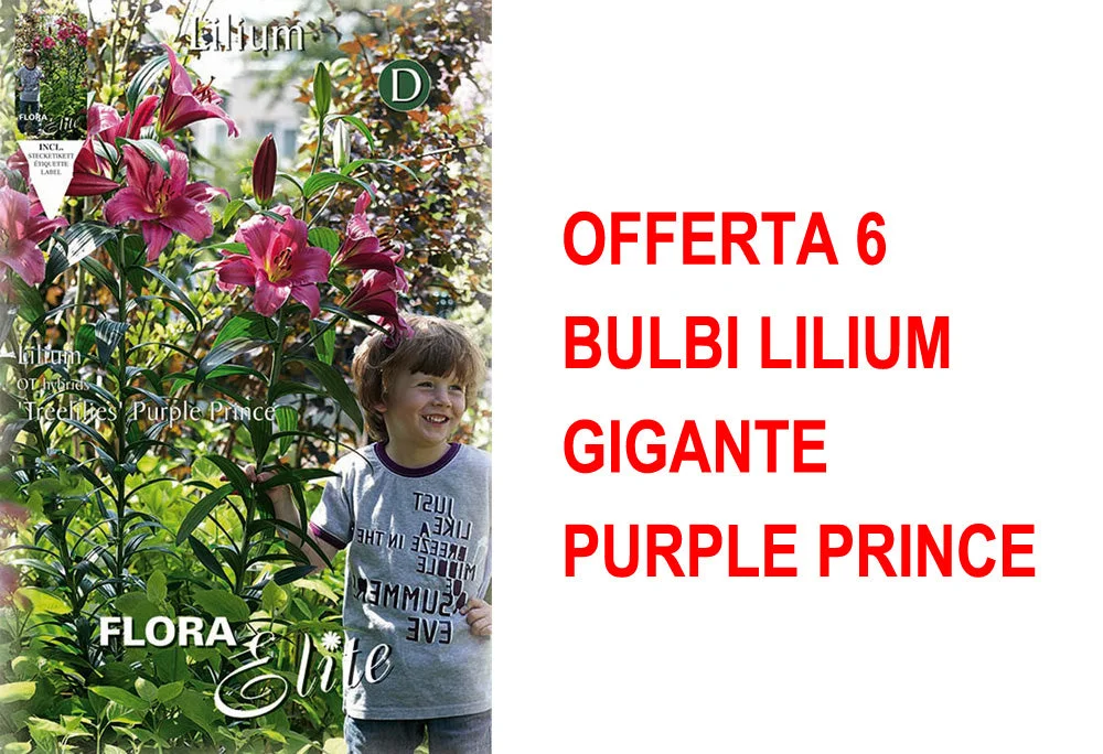 peragashop33774849