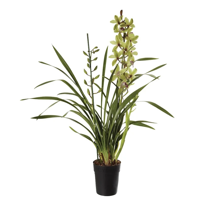peragashop43796844